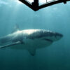 シャチがホホジロザメを餌にし始めた｜ニューズウィーク日本版 オフィシャルサイト